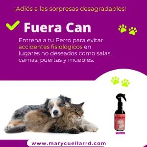 Entrena a tu Perro para evitar accidente