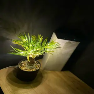 PLANTA DECORATIVA