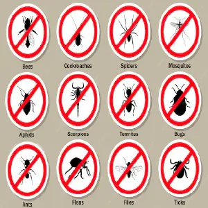 Bye Bye Bichos: ¡Adiós a las plagas! - Bye Bye Bichos