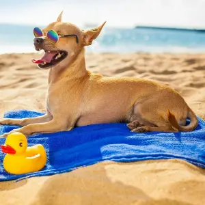 Gafas De Sol Para Perros Mascotas