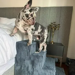 Escalera mascotas 4 peldaños