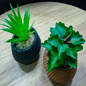 Suculenta Con Maceta Patrón lineal