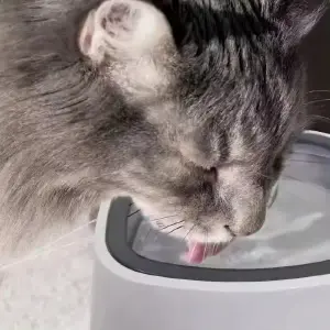 Plato Bebedero Antiderrame De Agua Masco