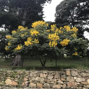 100 Semillas De Árbol Alcaparro Enano