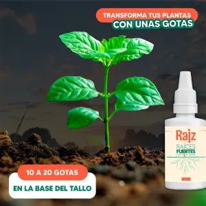 RAIZ CRECIMIENTO PLANTAS: El secreto para plantas exuberantes - RAIZ CRECIMIENTO PLANTAS