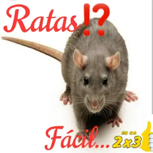 XIN RATAS  12 CEBOS