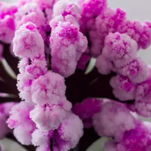 ARBOL MAGICO SAKURA*