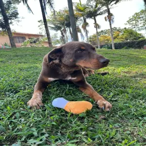 Peluche chillón