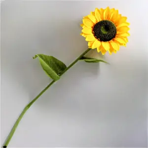 Girasol Gigante