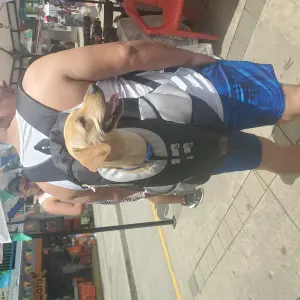 MORRAL PARA MASCOTAS TALLA 2XL: ¡El Compañero Perfecto para tus Aventuras Peludas! - MORRAL PARA MASCOTAS TALLA 2XL