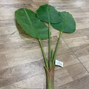 Planta estilo hojas de plátano