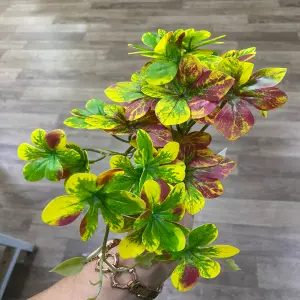 Planta decorativa colores llamativos
