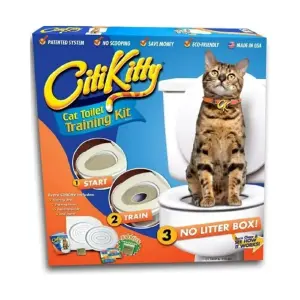 City kitty entrenamiento