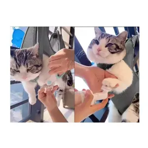 Arnés Hamaca Colgante Para Aseo De Masco: ¡La Solución Perfecta para Bañar a Tu Mascota Sin Estrés! - Arnés Hamaca Colgante Para Aseo De Masco
