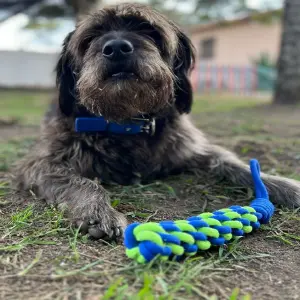 LAZO PARA MASCOTA JL5