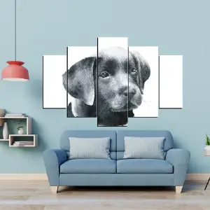 PERRO 70