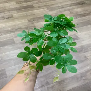 Planta decorativa hojas pequeñas verdes