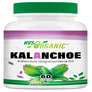 KALANCHOE: 60 Cápsulas para tu Bienestar - KALANCHOE 60 CAPSULAS