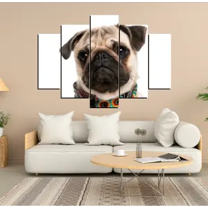 PERRO 79