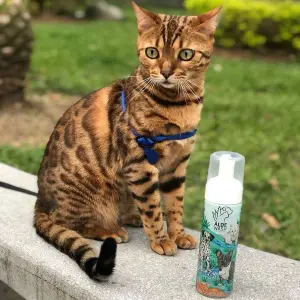 Shampoo en seco de aloe perros y gatos
