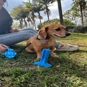 JUGUETE ANTISARRO PARA MASCOTA JD12M
