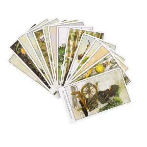 Cartas Del Tarot Dreaming Way