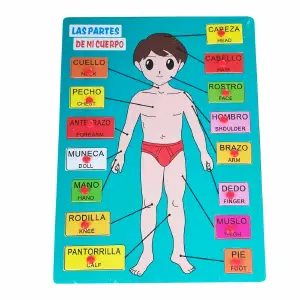 Juego Madera Partes Del Cuerpo En Ingles