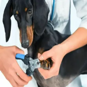 Tijera Corta Uñas Con Lima Mascotas Gato