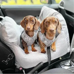 Asiento y maleta para coche para tu perro - Asiento y maleta para coche
