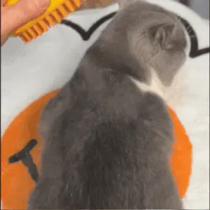 TRES EN UNO CEPILLO VAPOR X GATO Y PERRO