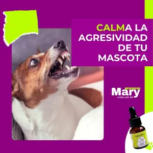 CALMa tu perro o gato: Dile adiós a la agresividad con Devil Be Gone - CALMa tu perro o gato de la pólvora
