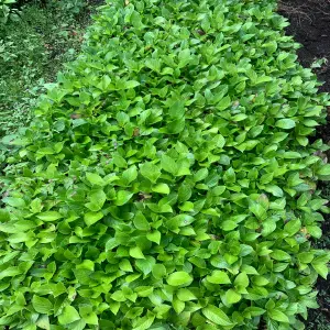 SEMILLAS DE HORTENCIA: Cultiva tu propio paraíso - SEMILLAS DE HORTENCIA