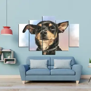 PERRO 74