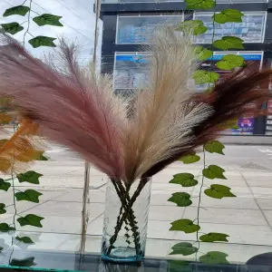 Pampas Decorativas