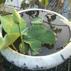 Flor: Tu oasis de tranquilidad - Flor
