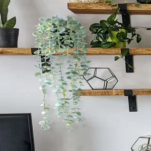 Planta Colgante Eucalipto con Maceta Art