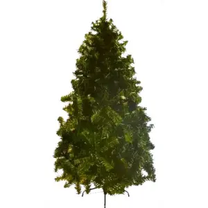 PINO ALBANIA 200CM