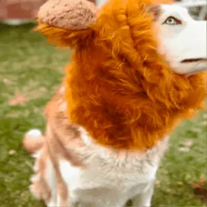 Melena de León para tu Mascota ®: Vitalidad y Bienestar Natural - Melena de león para mascota ®