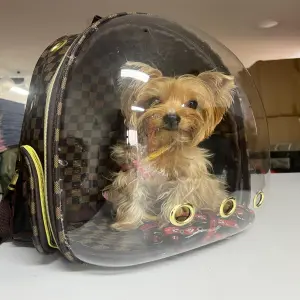 MORRAL TIPO LOUIS VUITTON PARA MASCOTAS - MORRAL TIPO LOUIS VUITTON PARA MASCOTAS1