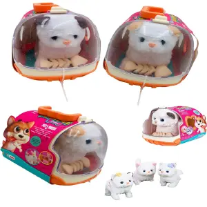 ¡Descubre el Gato Caminante con Accesorios! - Gato que camina con accesorios