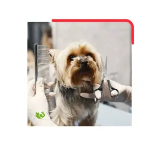 Máquina Rasuradora de Pelo para Mascota: ¡La Mejor Aliada para el Aseo de tu Amigo Peludo! - Maquina Rasuradora De Pelo Para Mascota