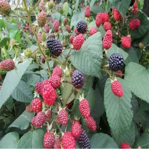 100 Semillas de Fruta Mora para Maceta: Cultiva tus propias moras deliciosas - 100 Semillas De Fruta Mora Para Maceta