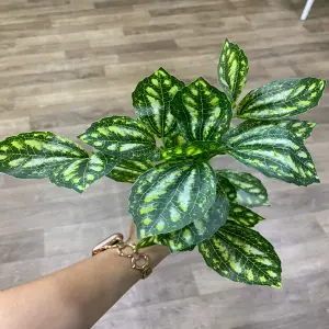 Planta decoración hoja verde redonda: ¡Dale vida a tu espacio! - Planta decoración hoja verde redonda